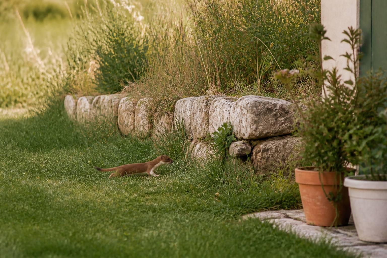Belette générique élancée traversant un jardin herbeux près d'un muret