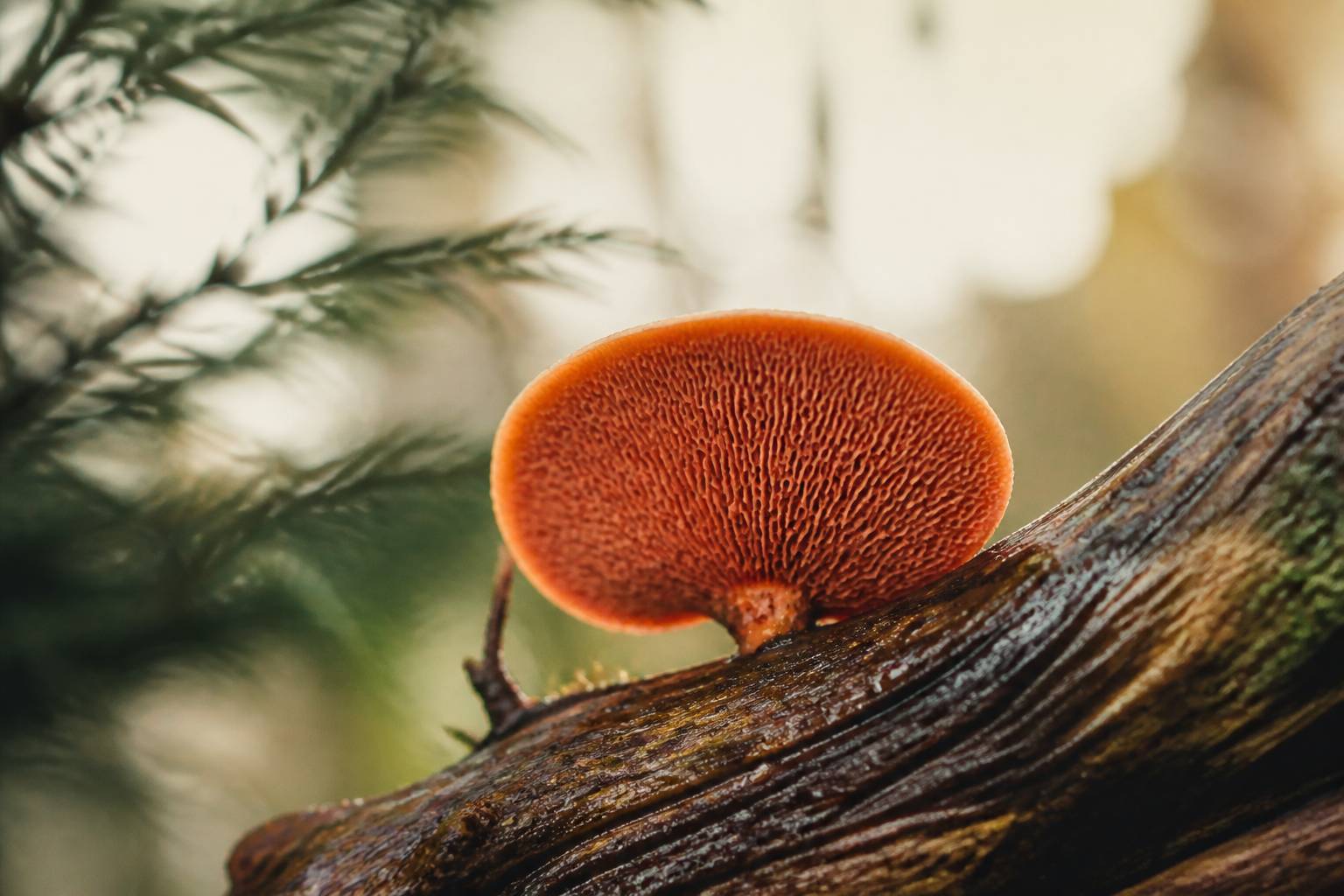 Champignon orange en console sur une branche morte