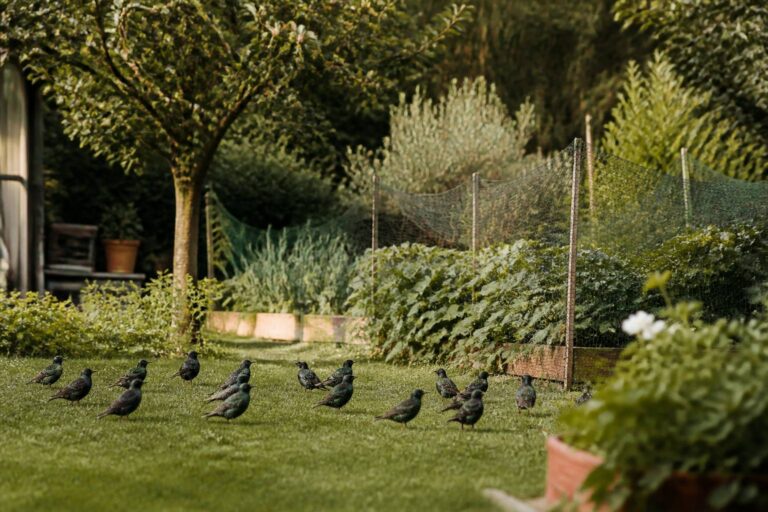 Étourneaux sansonnets dans votre jardin : tout ce qu&rsquo;il faut savoir