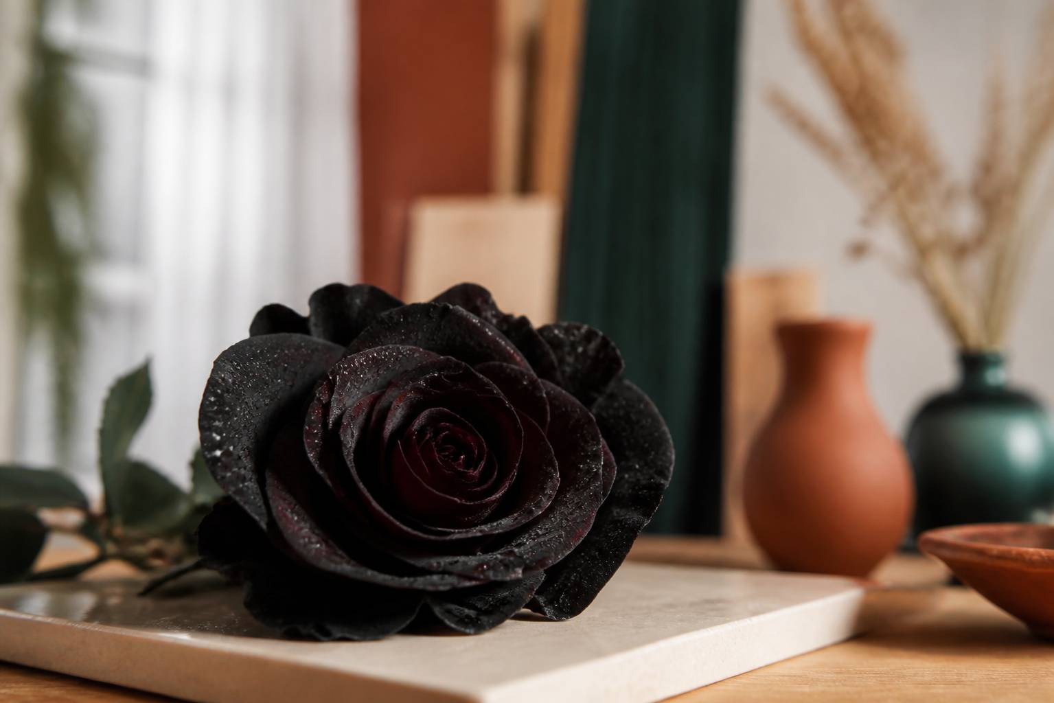 Pétales veloutés d'une rose noire avec des gouttelettes d'eau