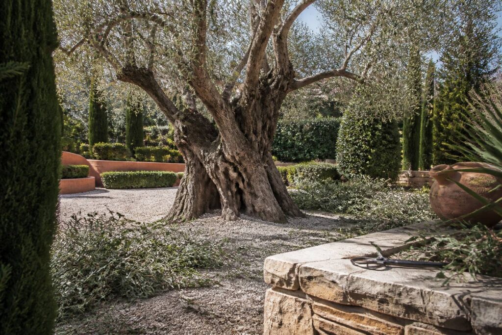 Olivier au tronc noueux taillé dans un jardin méditerranéen au printemps