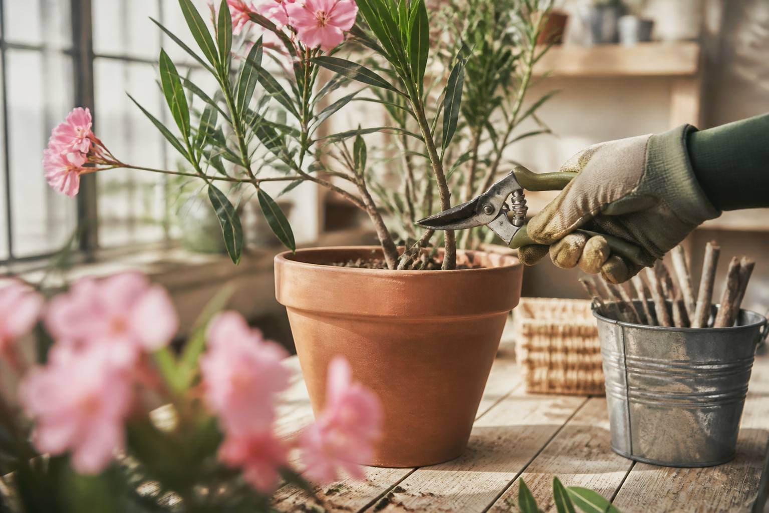 Main tenant un sécateur coupant une tige de laurier rose au-dessus d'un pot